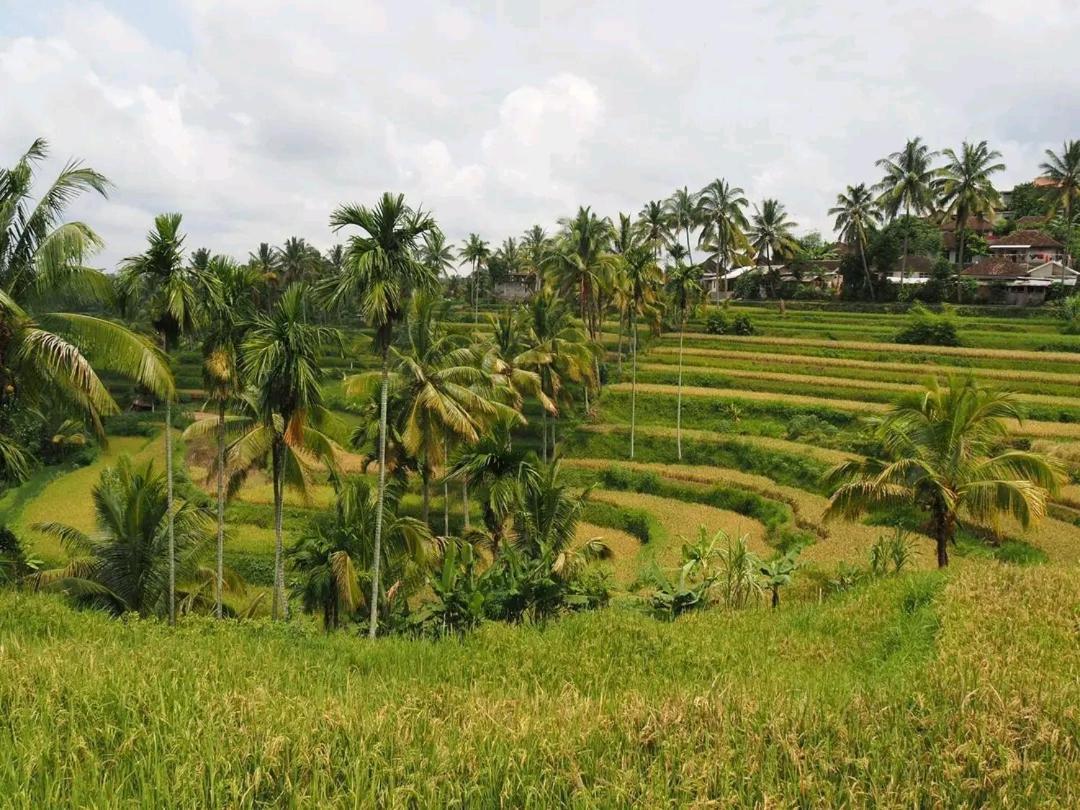 Tereng Wilis Bungalows Tetebatu Dış mekan fotoğraf