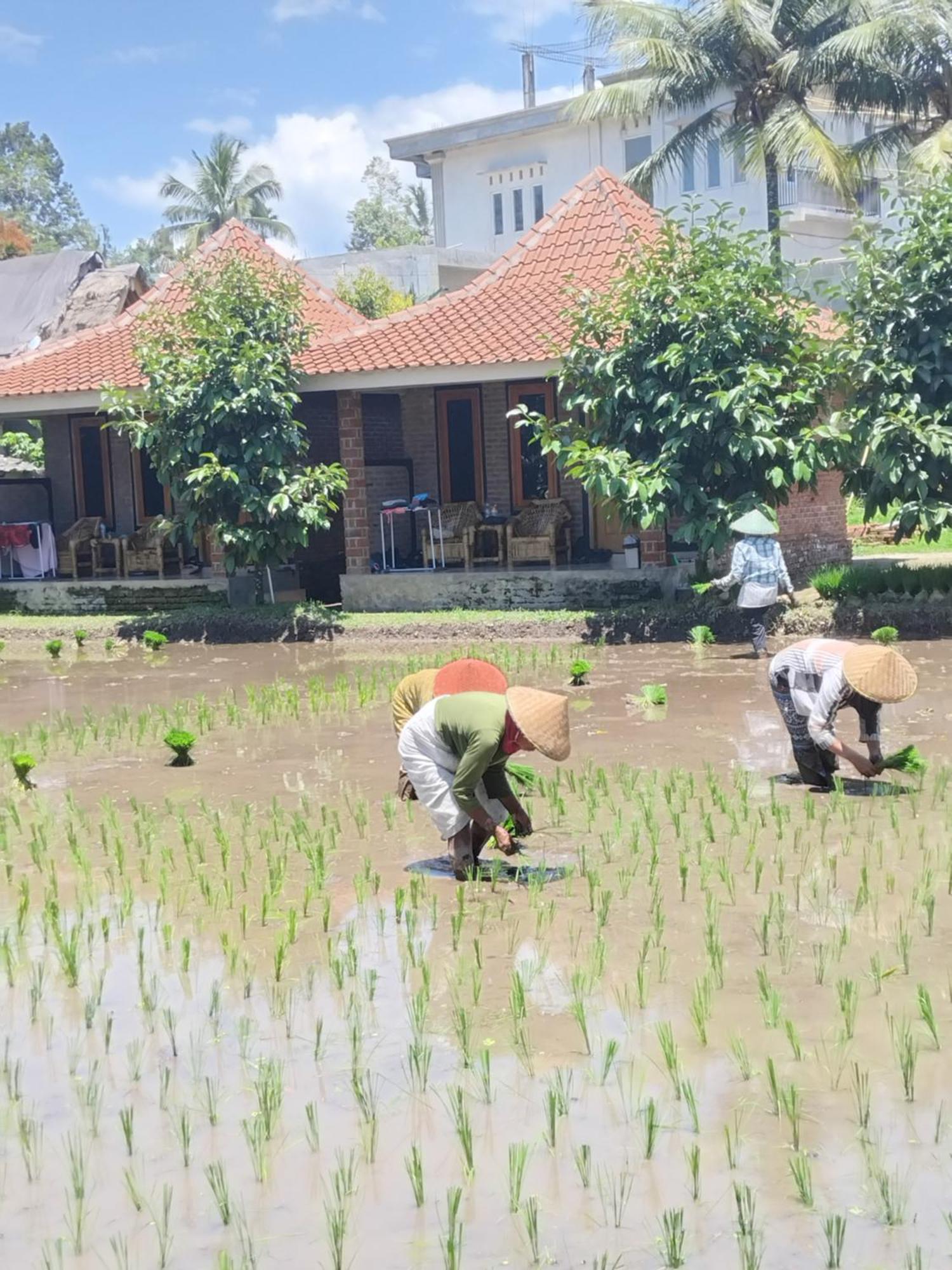 Tereng Wilis Bungalows Tetebatu Dış mekan fotoğraf