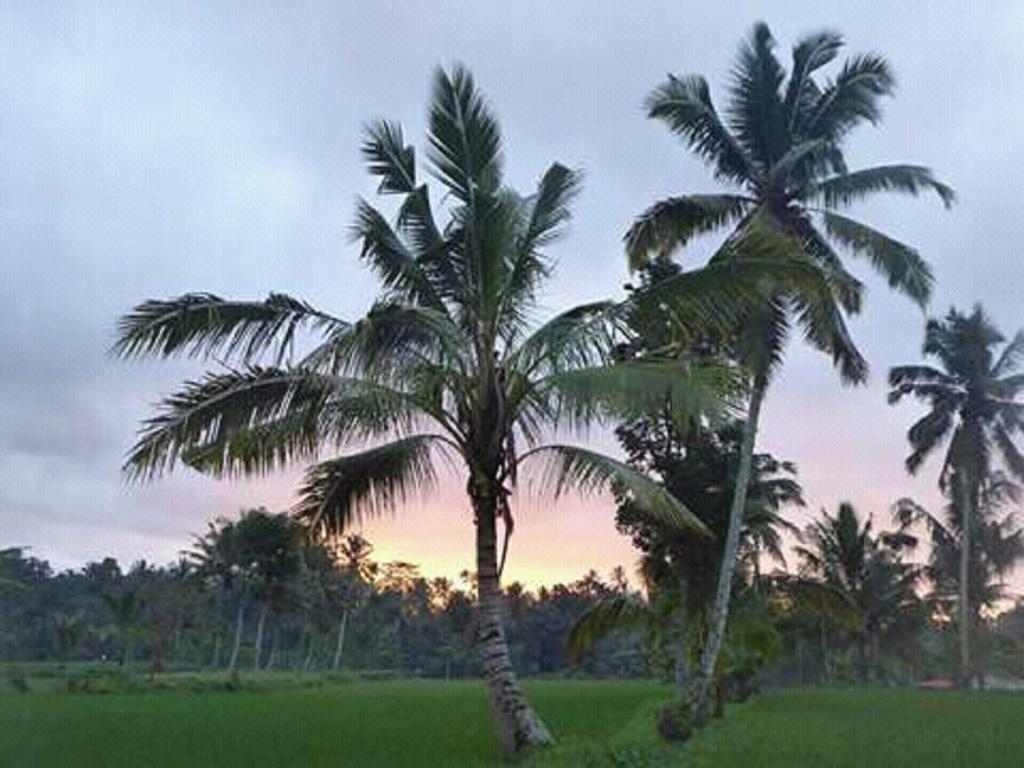 Tereng Wilis Bungalows Tetebatu Dış mekan fotoğraf